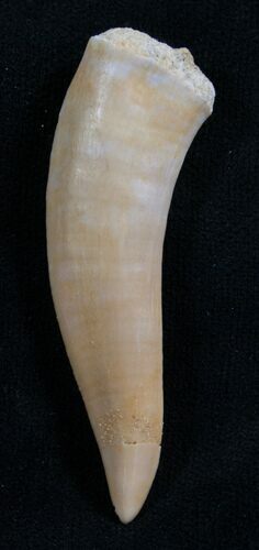 Enchodus Tooth - Extinct Bony Fish #8147